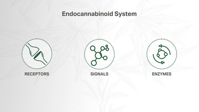 A Doctor Explains The Endocannabinoid System