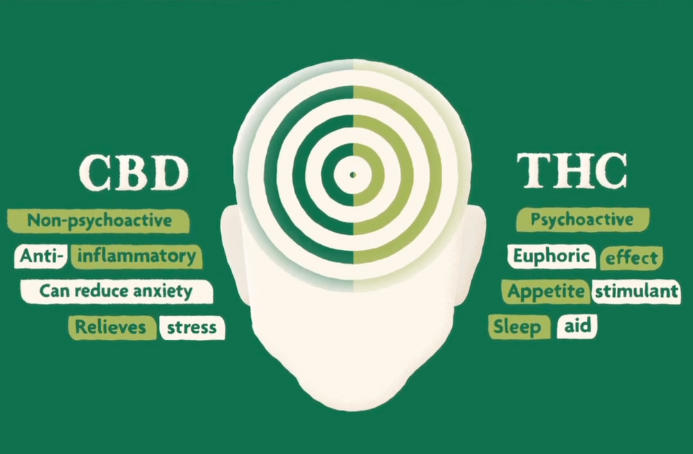 Cbd Cheque What is CBD? – Resynate